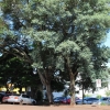 Arborização das Ruas, Avenidas, Parques e Praças