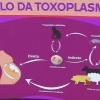 Desmitificando a toxoplasmose