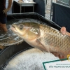 CONVITE PARA FEIRA DO PEIXE