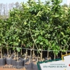 PEDIDOS DE MUDAS FRUTÍFERAS